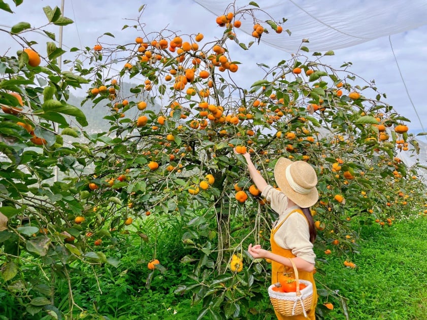 Nông nghiệp bền vững